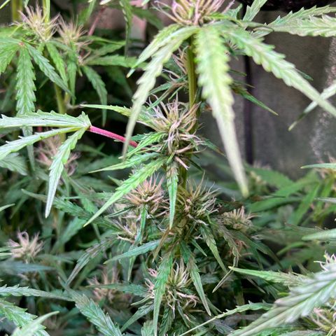 CookiesGelato 🍪 growlog timeline photo