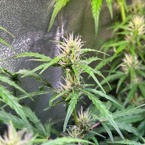 CookiesGelato 🍪 growlog timeline photo