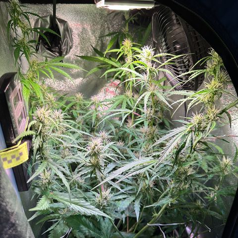 CookiesGelato 🍪 growlog timeline photo