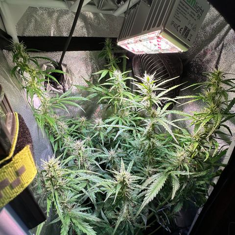 CookiesGelato 🍪 growlog timeline photo