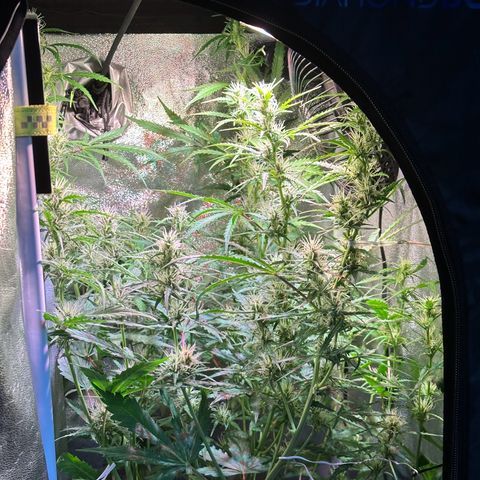 CookiesGelato 🍪 growlog timeline photo