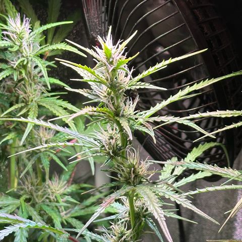 CookiesGelato 🍪 growlog timeline photo