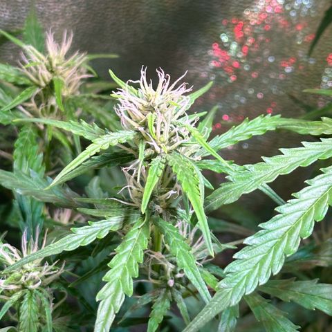 CookiesGelato 🍪 growlog timeline photo