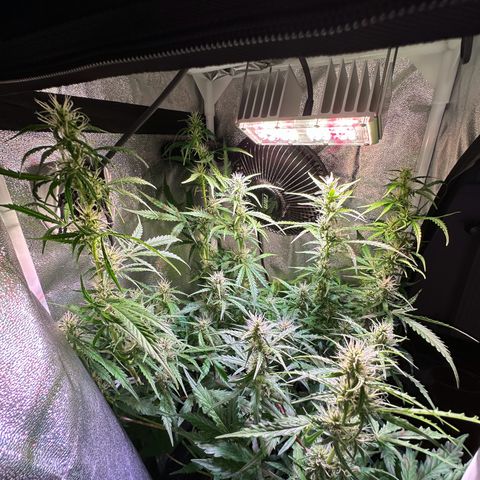CookiesGelato 🍪 growlog timeline photo