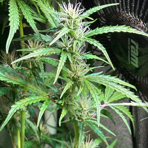 CookiesGelato 🍪 growlog timeline photo