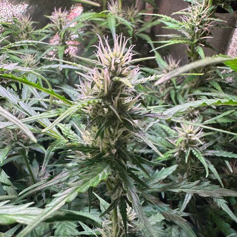 CookiesGelato 🍪 growlog timeline photo