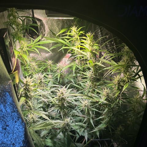 CookiesGelato 🍪 growlog timeline photo