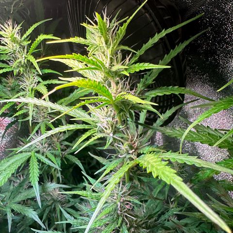 CookiesGelato 🍪 growlog timeline photo