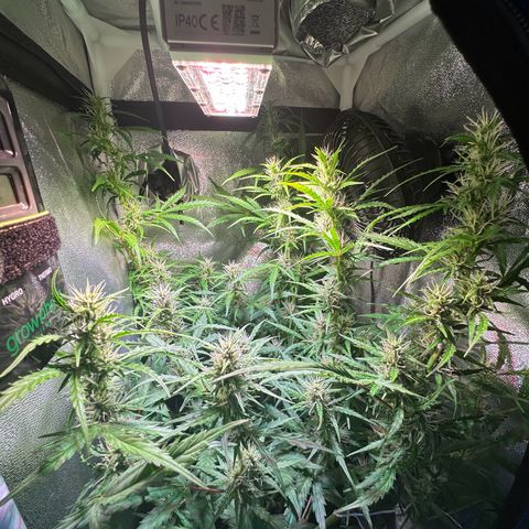 CookiesGelato 🍪 growlog timeline photo