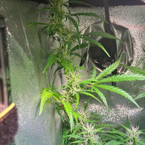 CookiesGelato 🍪 growlog timeline photo
