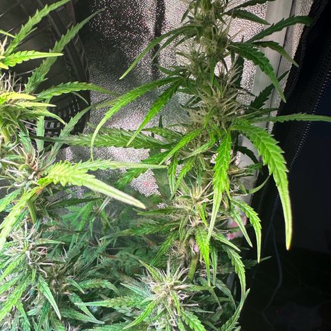 CookiesGelato 🍪 growlog timeline photo