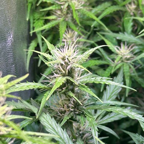 CookiesGelato 🍪 growlog timeline photo