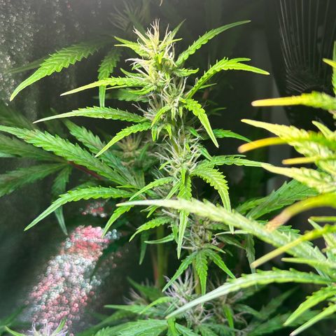 CookiesGelato 🍪 growlog timeline photo
