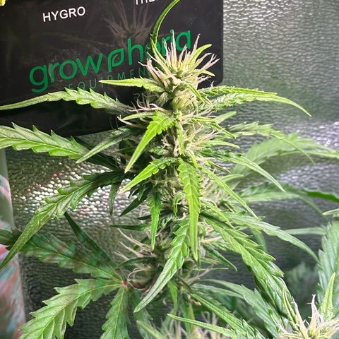 CookiesGelato 🍪 growlog timeline photo