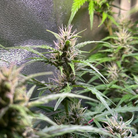 CookiesGelato 🍪 growlog timeline photo