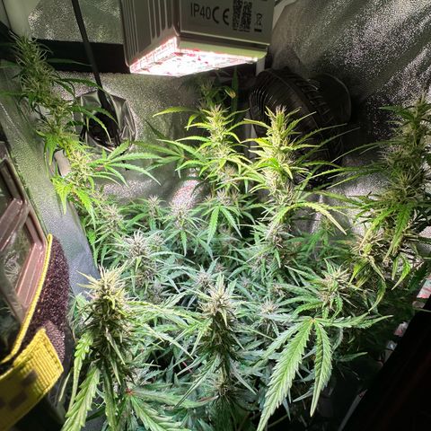 CookiesGelato 🍪 growlog timeline photo