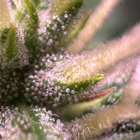 CookiesGelato 🍪 growlog timeline photo