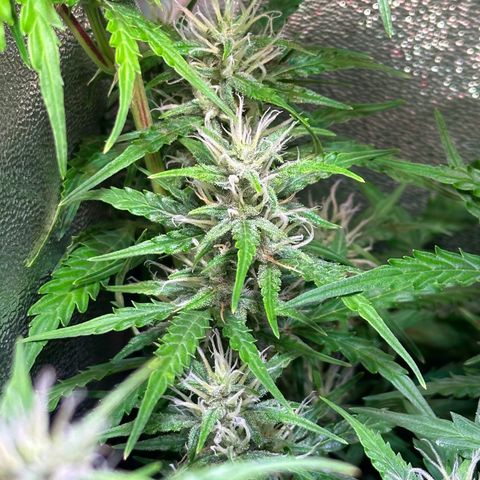 CookiesGelato 🍪 growlog timeline photo