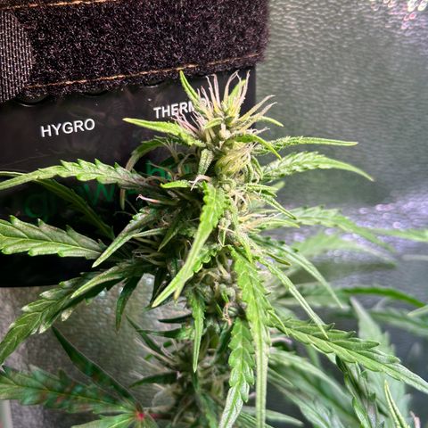 CookiesGelato 🍪 growlog timeline photo