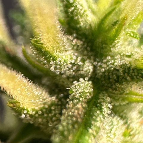 CookiesGelato 🍪 growlog timeline photo