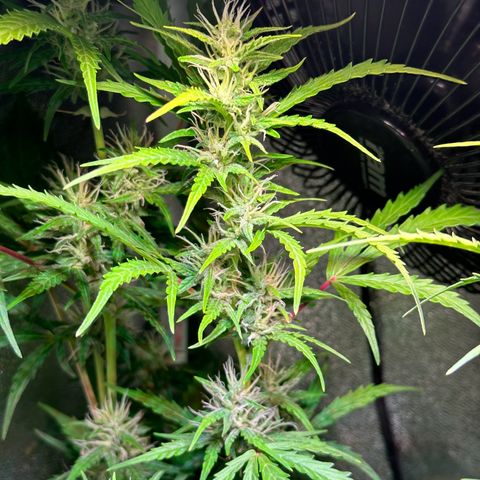 CookiesGelato 🍪 growlog timeline photo