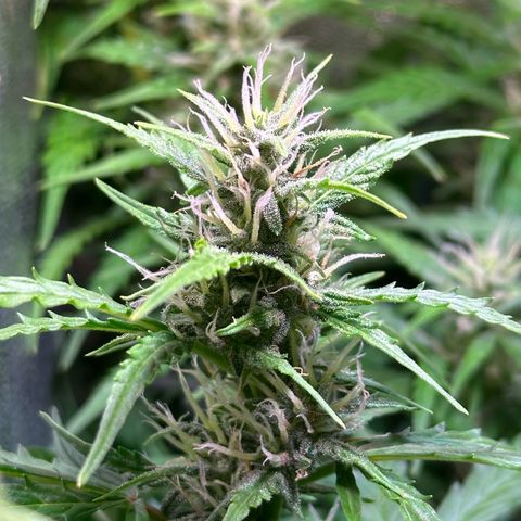 CookiesGelato 🍪 growlog timeline photo