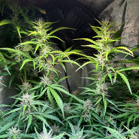 CookiesGelato 🍪 growlog timeline photo