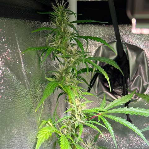CookiesGelato 🍪 growlog timeline photo