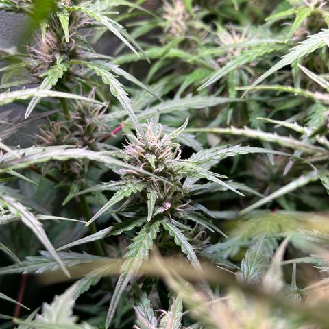 CookiesGelato 🍪 growlog timeline photo