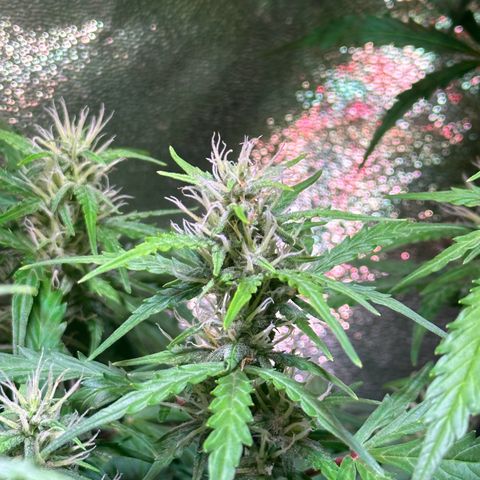 CookiesGelato 🍪 growlog timeline photo