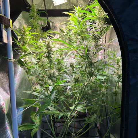 CookiesGelato 🍪 growlog timeline photo