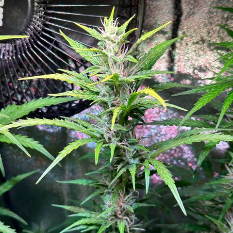 CookiesGelato 🍪 growlog timeline photo