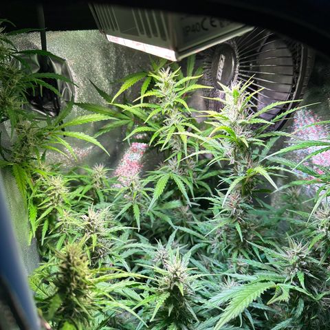CookiesGelato 🍪 growlog timeline photo