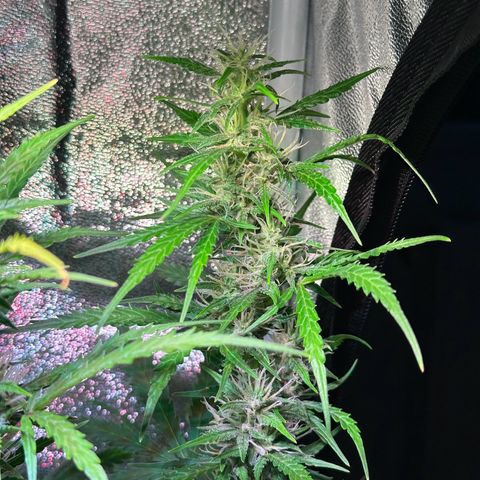 CookiesGelato 🍪 growlog timeline photo