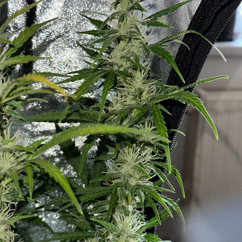 CookiesGelato 🍪 growlog timeline photo