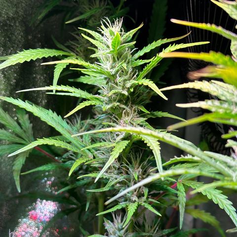 CookiesGelato 🍪 growlog timeline photo