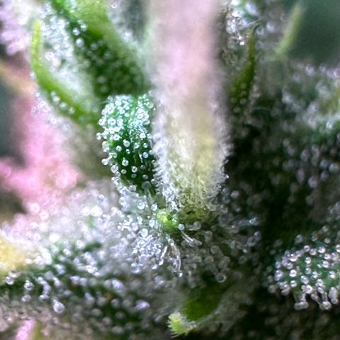 CookiesGelato 🍪 growlog timeline photo