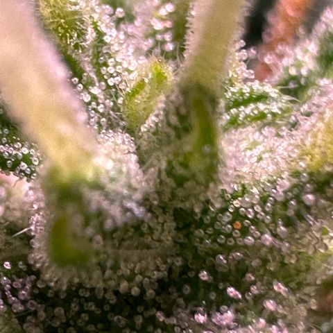 CookiesGelato 🍪 growlog timeline photo