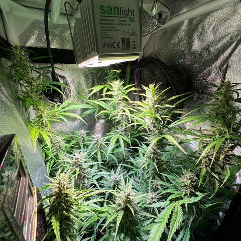 CookiesGelato 🍪 growlog timeline photo
