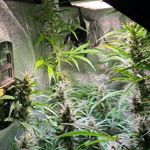 CookiesGelato 🍪 growlog timeline photo