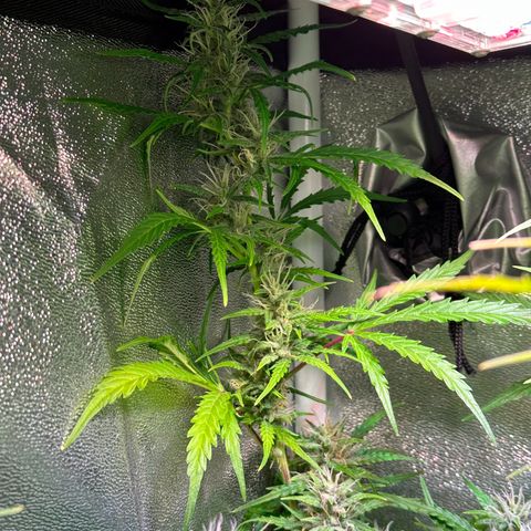 CookiesGelato 🍪 growlog timeline photo
