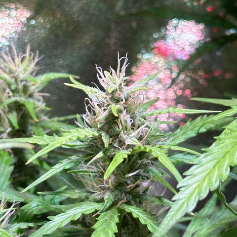 CookiesGelato 🍪 growlog timeline photo