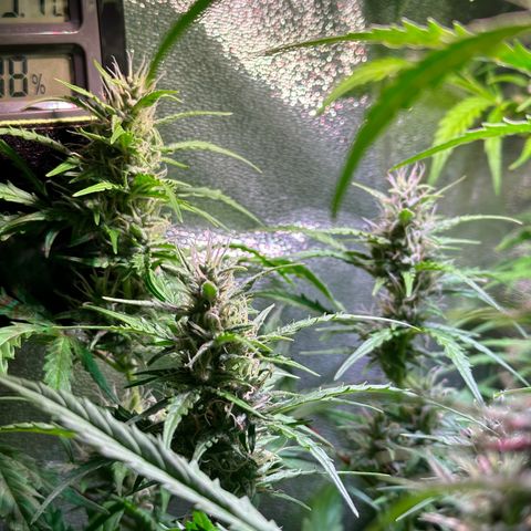 CookiesGelato 🍪 growlog timeline photo