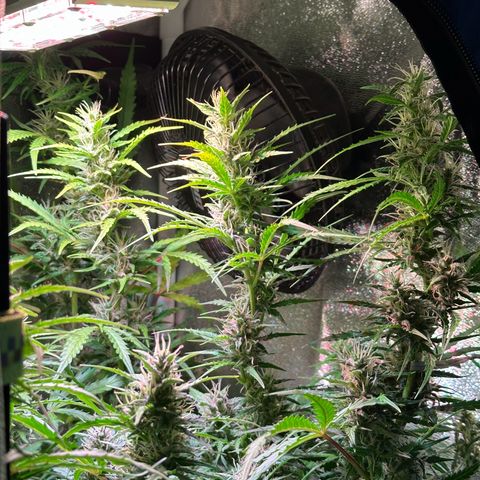 CookiesGelato 🍪 growlog timeline photo