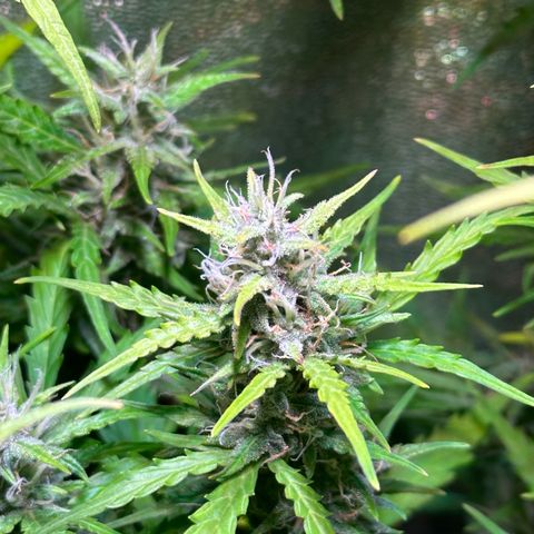 CookiesGelato 🍪 growlog timeline photo