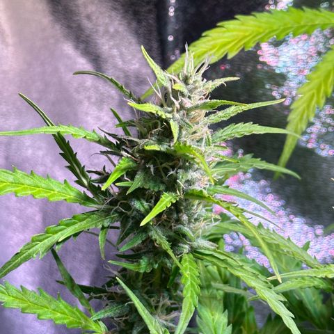 CookiesGelato 🍪 growlog timeline photo