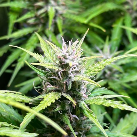 CookiesGelato 🍪 growlog timeline photo