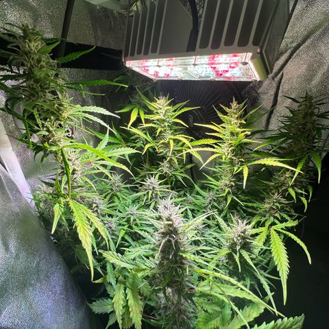 CookiesGelato 🍪 growlog timeline photo
