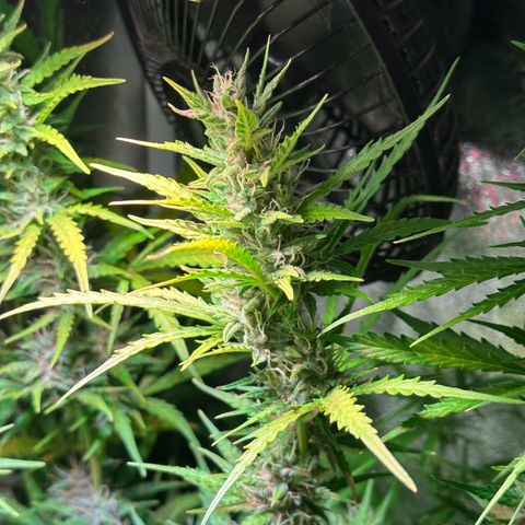 CookiesGelato 🍪 growlog timeline photo