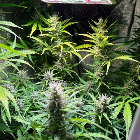 CookiesGelato 🍪 growlog timeline photo